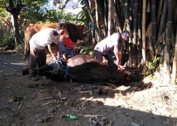 Mas Bro Demokrat Sragen Qurban Sebagai Perwujudan Partai Relijius