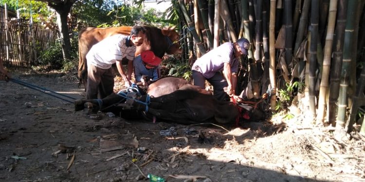 Mas Bro Demokrat Sragen Qurban Sebagai Perwujudan Partai Relijius