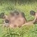 Video Ritual Mandi Bareng Tanpa Busana di Pandeglang, Diduga Aliran Sesat
