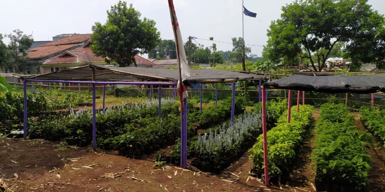 Karang Taruna Cibinong Garap Hutan Bambu Seluas 1,6 Hektar Jadi Lahan Pertanian dan Pembibitan Ikan