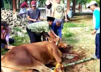 Petinggi Desa Gemulung Jepara Bagikan Daging Qurban di Hari Raya Idul Adha 1442 H / 2021