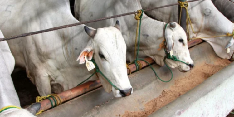 Di Tengah Pandemi Pelaksanaan Kurban Perlu Prokes Ketat