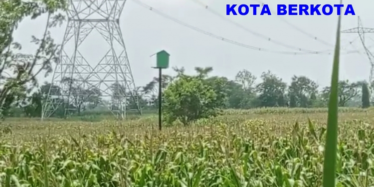 Penangkaran Tyto Alba Didukung Bu Kades Beji Tulung Klaten