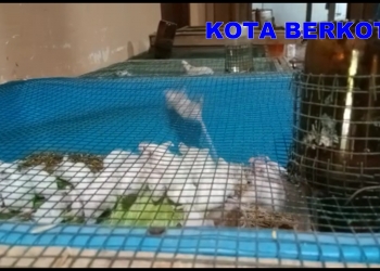 Bisnis Kreatif Ternak Mencit Tikus Putih di Beji Tulung Klaten