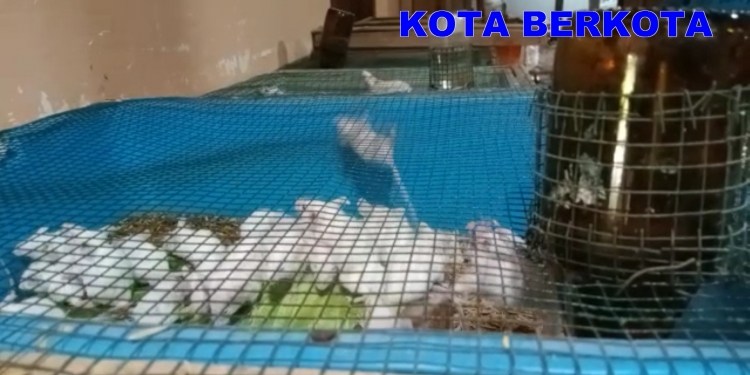 Bisnis Kreatif Ternak Mencit Tikus Putih di Beji Tulung Klaten