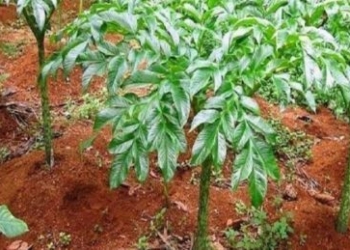 Potensi dan Peluang Budidaya Tanaman Porang Untuk Meningkatkan Ekonomi Petani dan Menambah Devisa Negara
