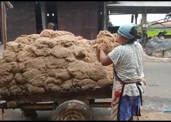 Bisnis UMKM : LIMBAH PARI /Sari Enau (aren) Jadi Pakan Ternak, Ternak Cacing, dan Sarang Burung