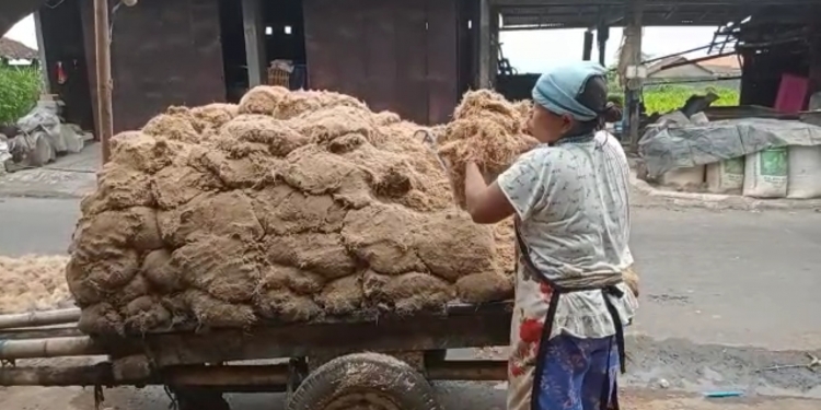 Bisnis UMKM : LIMBAH PARI /Sari Enau (aren) Jadi Pakan Ternak, Ternak Cacing, dan Sarang Burung