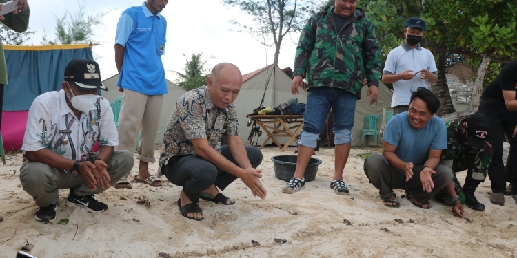 Kelestarian Penyu di Karimunjawa Mendapat Perhatian Khusus Bupati