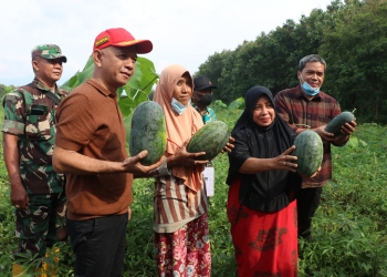 Bupati Jepara Panen Raya Semangka Bersama Petani Desa Tubanan