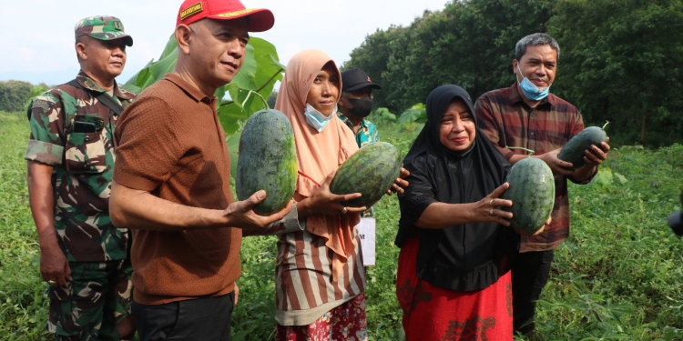 Bupati Jepara Panen Raya Semangka Bersama Petani Desa Tubanan
