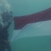 Pengibaran Merah Putih Di Dalam Laut Karimunjawa Sukses، Kebanggaan LANAL Semarang