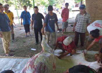Semarak Kurban Iedul Adha 1444 H, Warga Jati Baru Cemani Kurban 4 Lembu