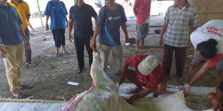 Semarak Kurban Iedul Adha 1444 H, Warga Jati Baru Cemani Kurban 4 Lembu