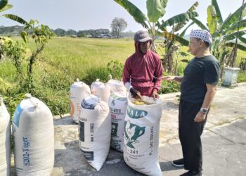 Umar Hasyim Ikut Cocok Tanam Bareng Petani di Lemah Ireng Kaligawe Pedan Klaten, Kenali Detail Problem Pertanian