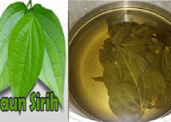 Air Rendaman Daun Sirih Mempunyai Khasiat Menurunkan Tekanan Darah Pada Penderita Darah Tinggi