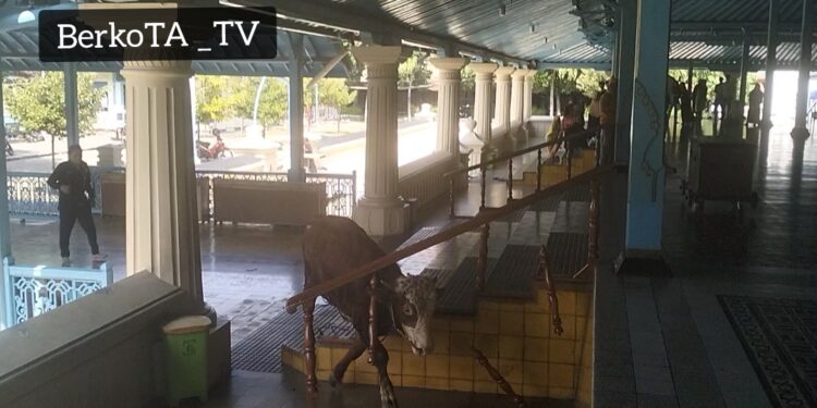 Insiden Sapi Qurban Lepas Lari Masuk Ke Serambi Masjid Agung Kasunanan Surakarta