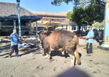 Qurban Prabowo & Gibran di Masjid Agung Keraton Kasunanan Surakarta Diserahkan Walikota Solo 