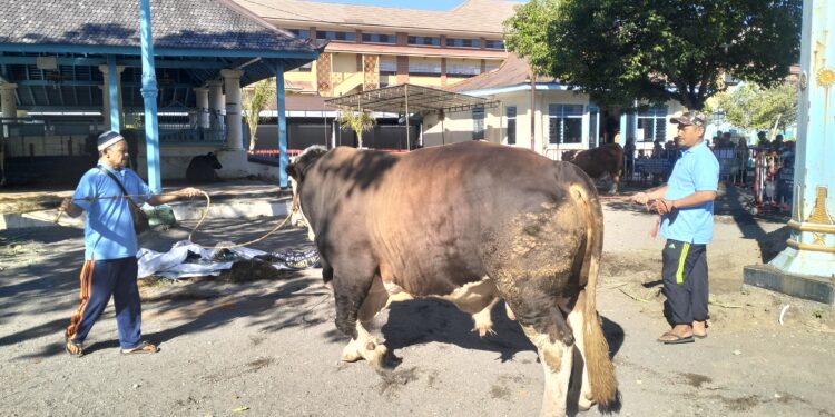 Qurban Prabowo & Gibran di Masjid Agung Keraton Kasunanan Surakarta Diserahkan Walikota Solo 