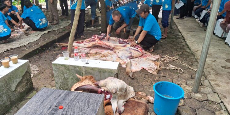 Dalam Rangka Idul Adha 1446 H, BPN Kota Depok Kurban 2 Sapi dan 3 Kambing