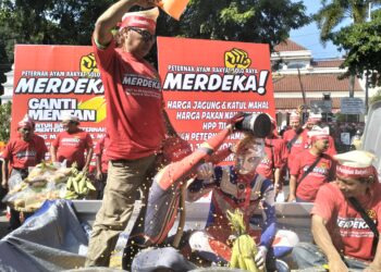 Minta Copot Menteri Pertanian Bila Tak Bisa Atasi Harga Jagung , Demo Peternak Solo Raya Diwarnai Mandi Jagung