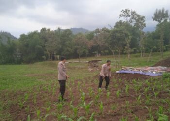 Polsek Leles Rawat Lahan Jagung 1 Hektar, Wujud Nyata Dukungan Ketahanan Pangan