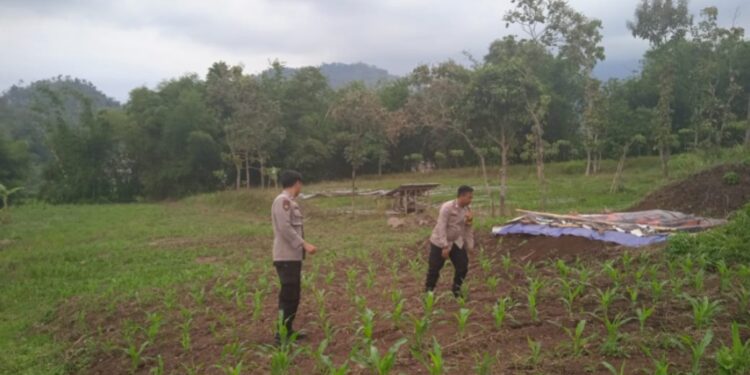 Polsek Leles Rawat Lahan Jagung 1 Hektar, Wujud Nyata Dukungan Ketahanan Pangan