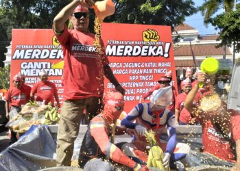 Quick Respon Kementan  Harga Jagung Turun Pasca Demo , Peternak Solo Raya Beri Apresiasi 