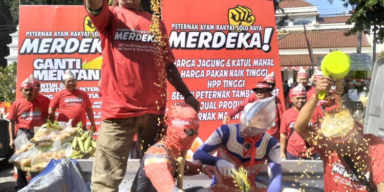 Quick Respon Kementan  Harga Jagung Turun Pasca Demo , Peternak Solo Raya Beri Apresiasi