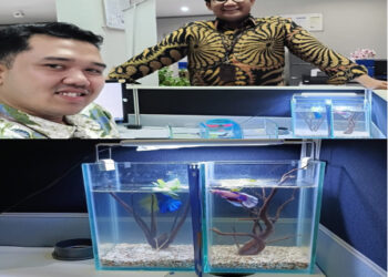 BRI Kanca Tangerang Merdeka: Karyawan dengan Hobi Ikan Hias, Cermin Kreativitas dan Dedikasi